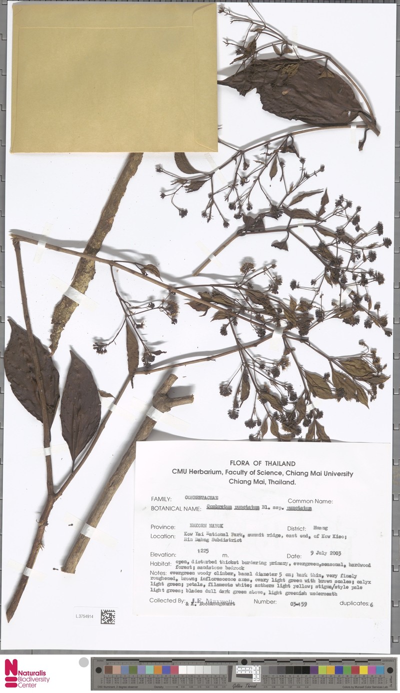 Combretum punctatum var. punctatum photo 3