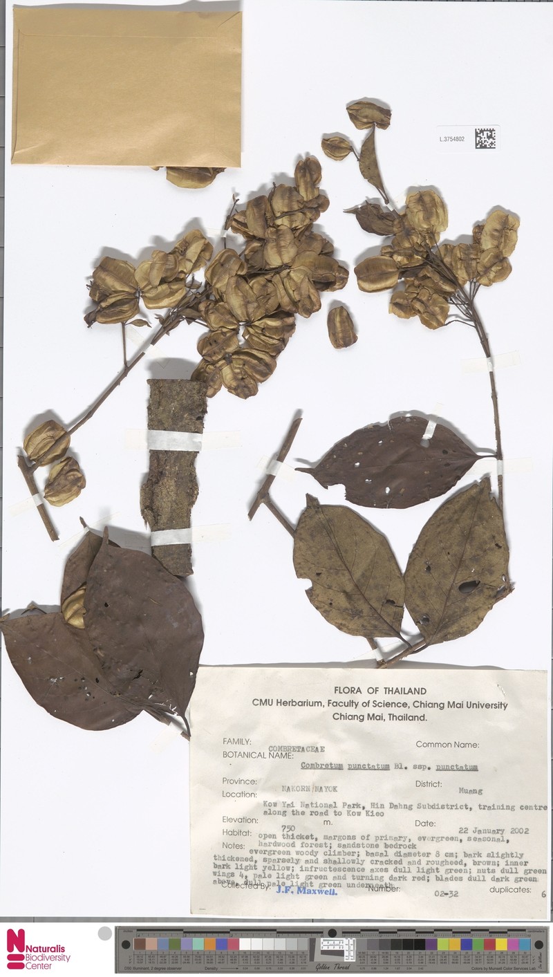 Combretum punctatum var. punctatum photo 4