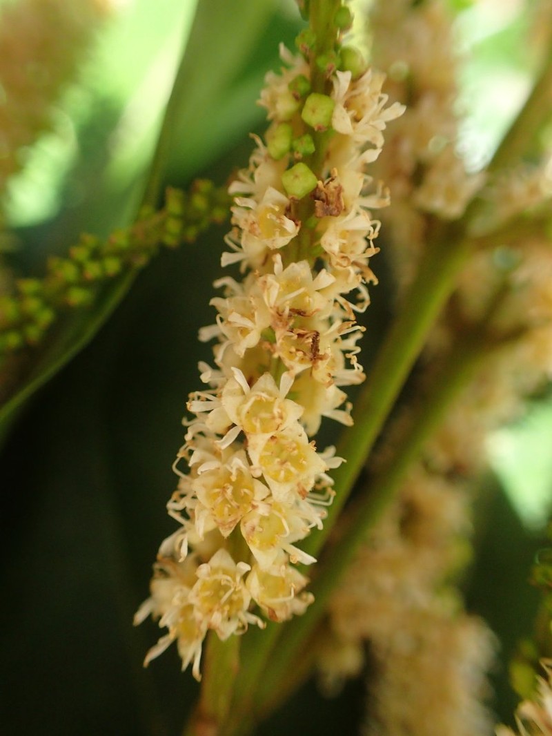 Combretum rupestre