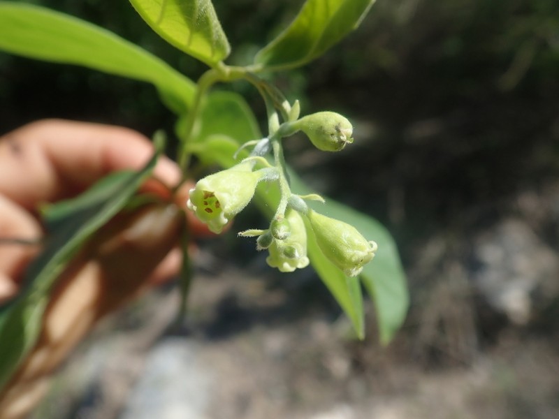 Combretum sakoense