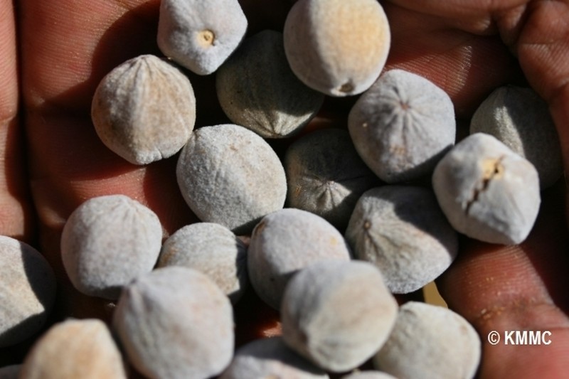 Combretum sakoense photo 2