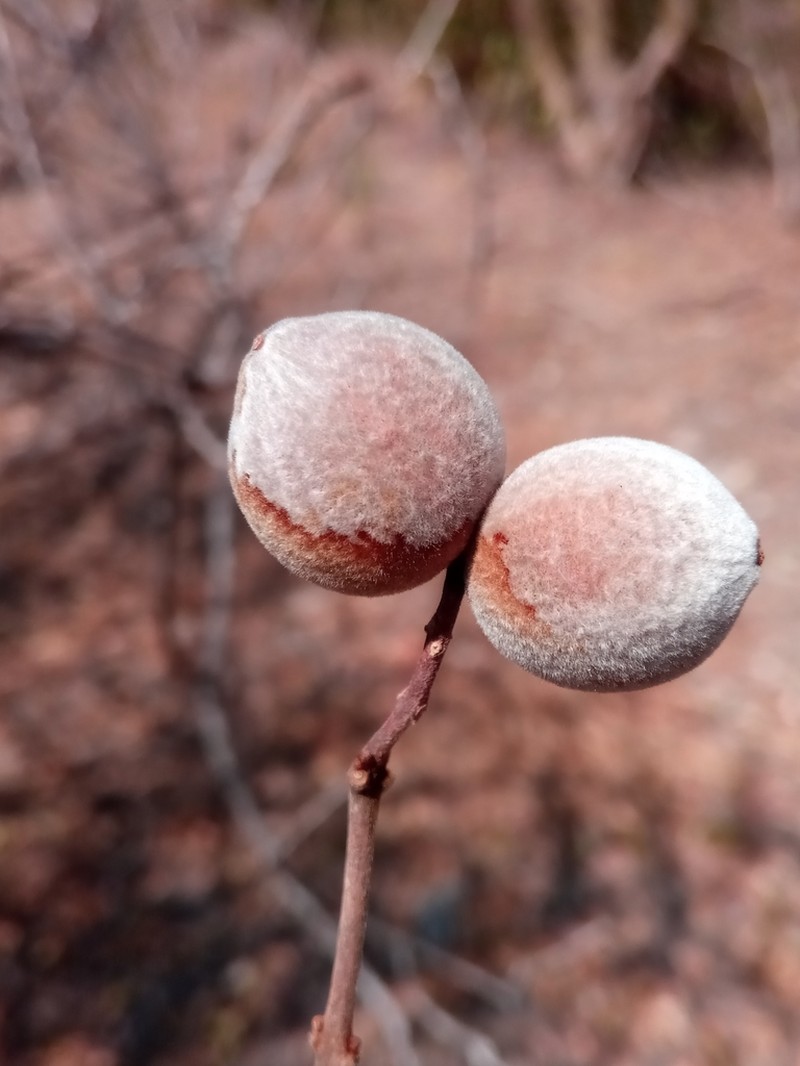 Combretum sakoense photo 3