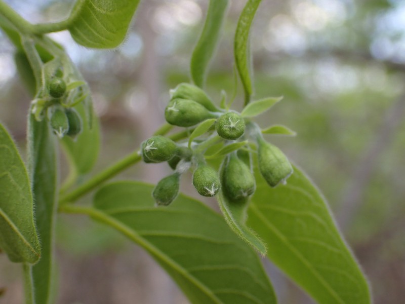 Combretum sakoense photo 4
