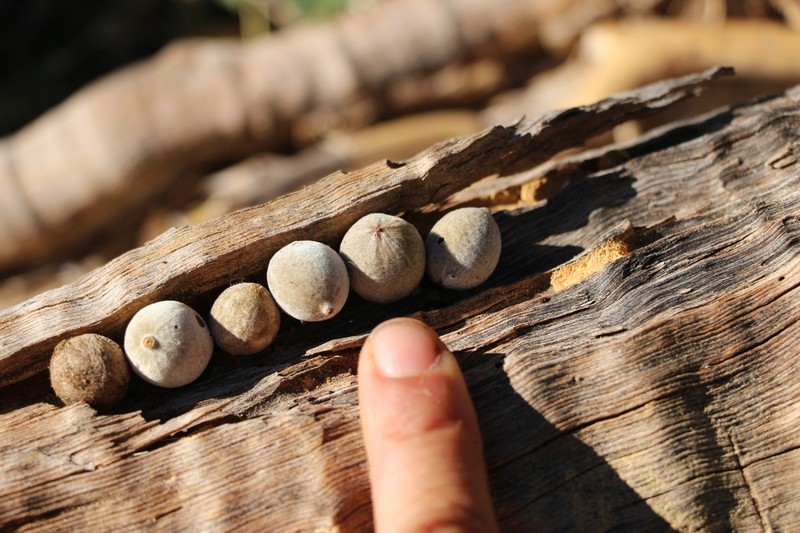 Combretum sakoense photo 5