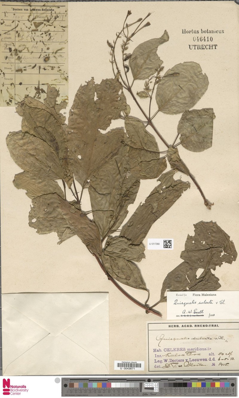 Combretum sulcatum