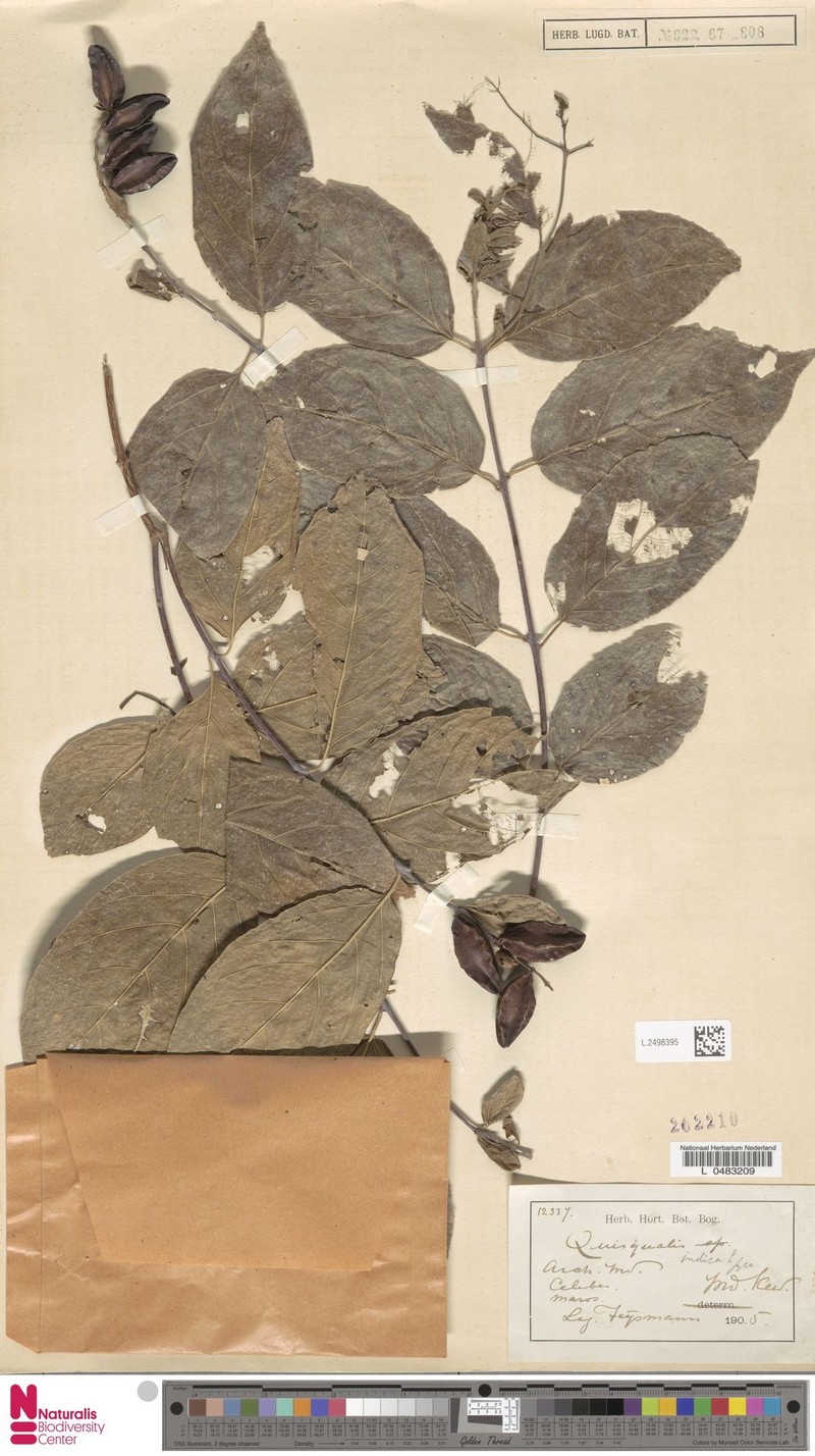 Combretum sulcatum photo 2