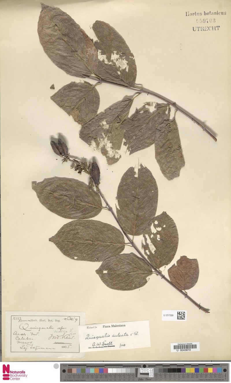 Combretum sulcatum photo 3