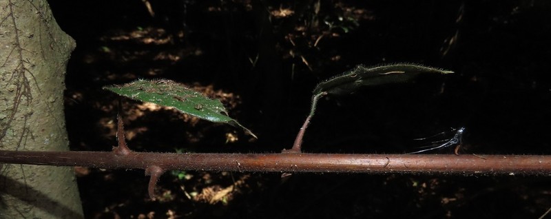 Combretum sylvicola