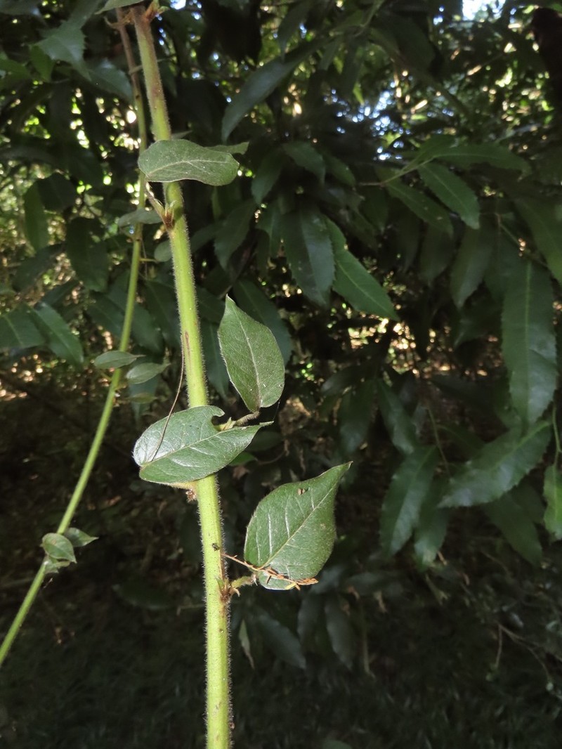 Combretum sylvicola photo 2