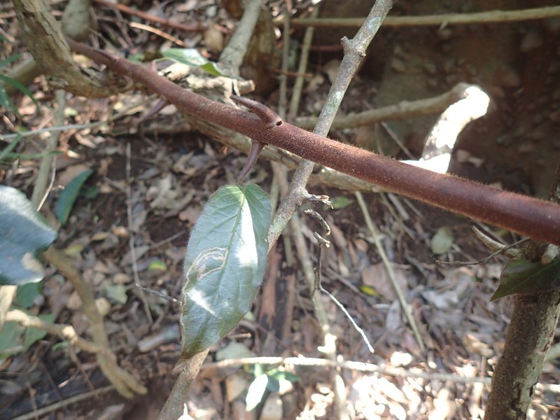 Combretum sylvicola photo 3
