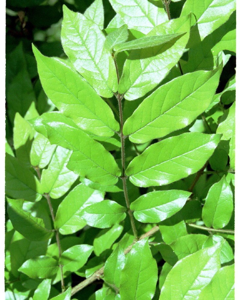 Combretum sylvicola photo 4