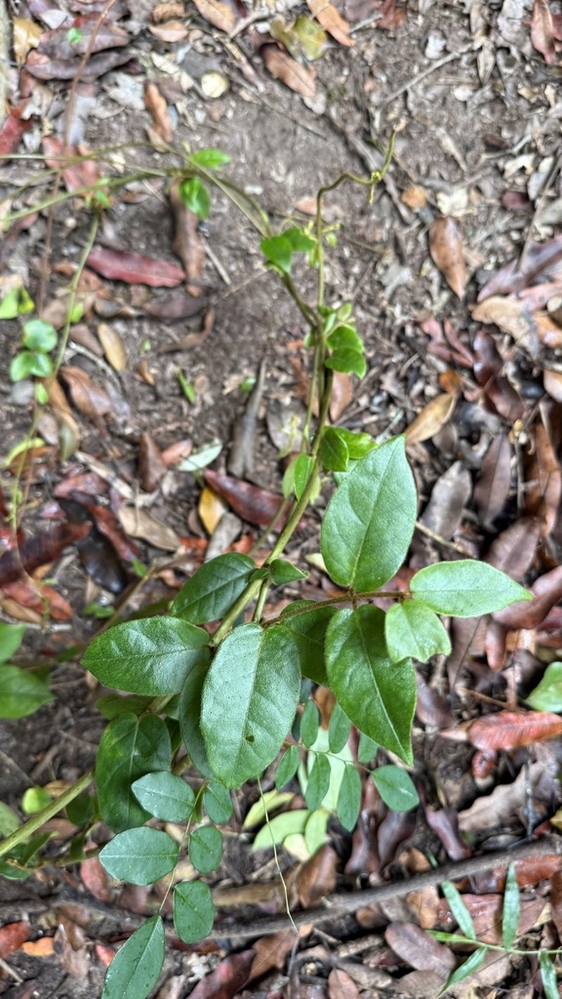 Combretum sylvicola photo 5