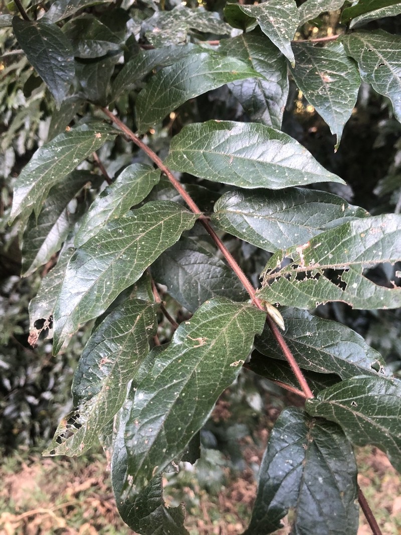 Combretum sylvicola photo 6