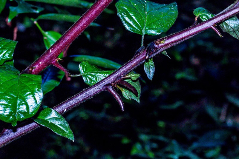 Combretum sylvicola photo 7