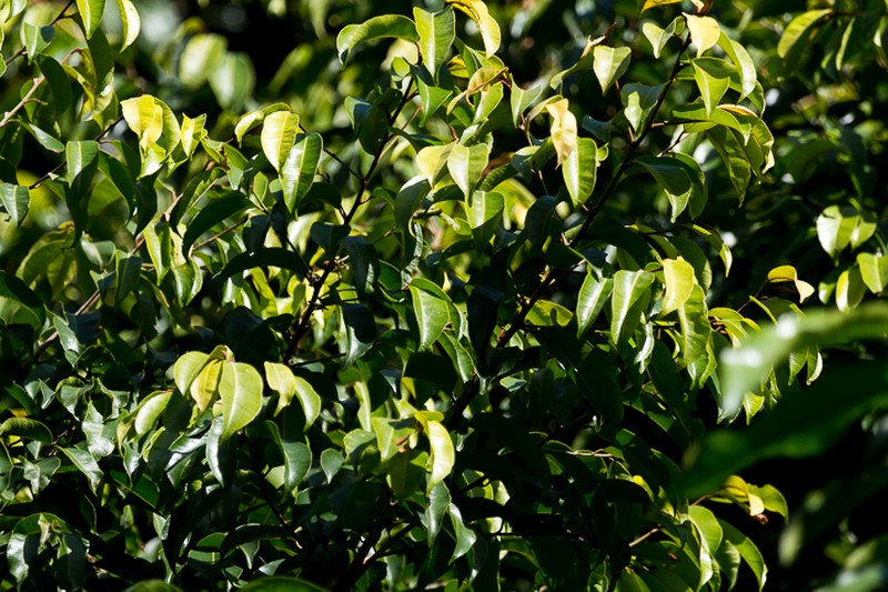 Combretum sylvicola photo 8