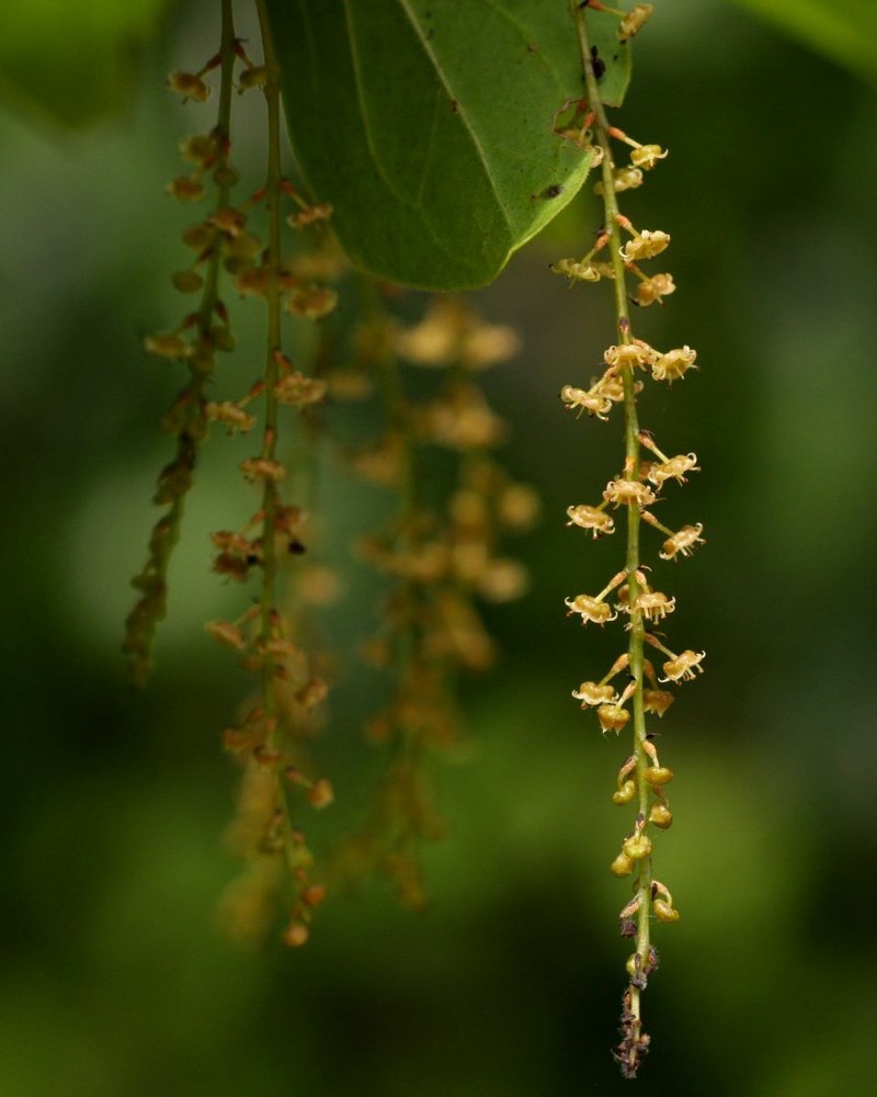 Combretum tetrandrum subsp. australe