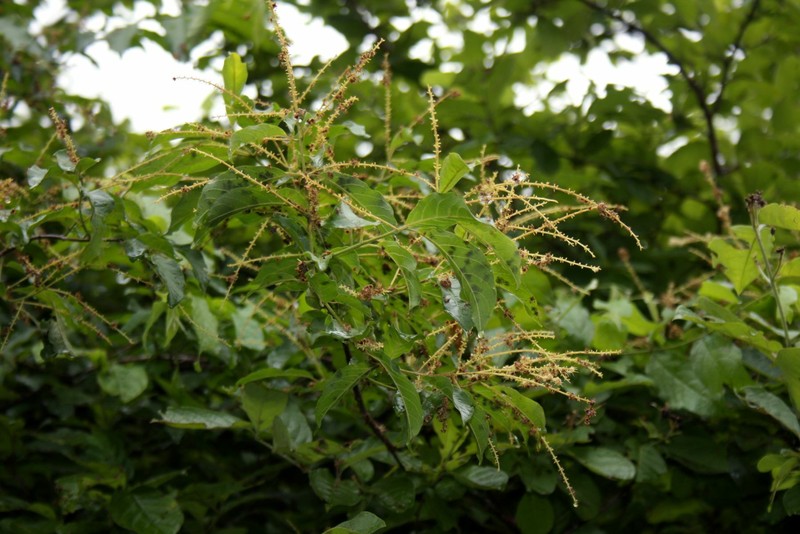 Combretum tetrandrum subsp. australe photo 2