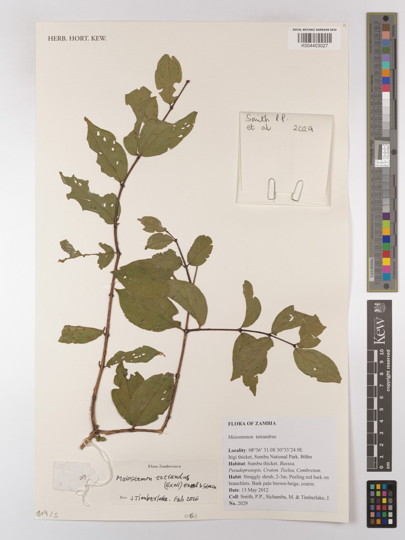 Combretum tetrandrum subsp. tetrandrum