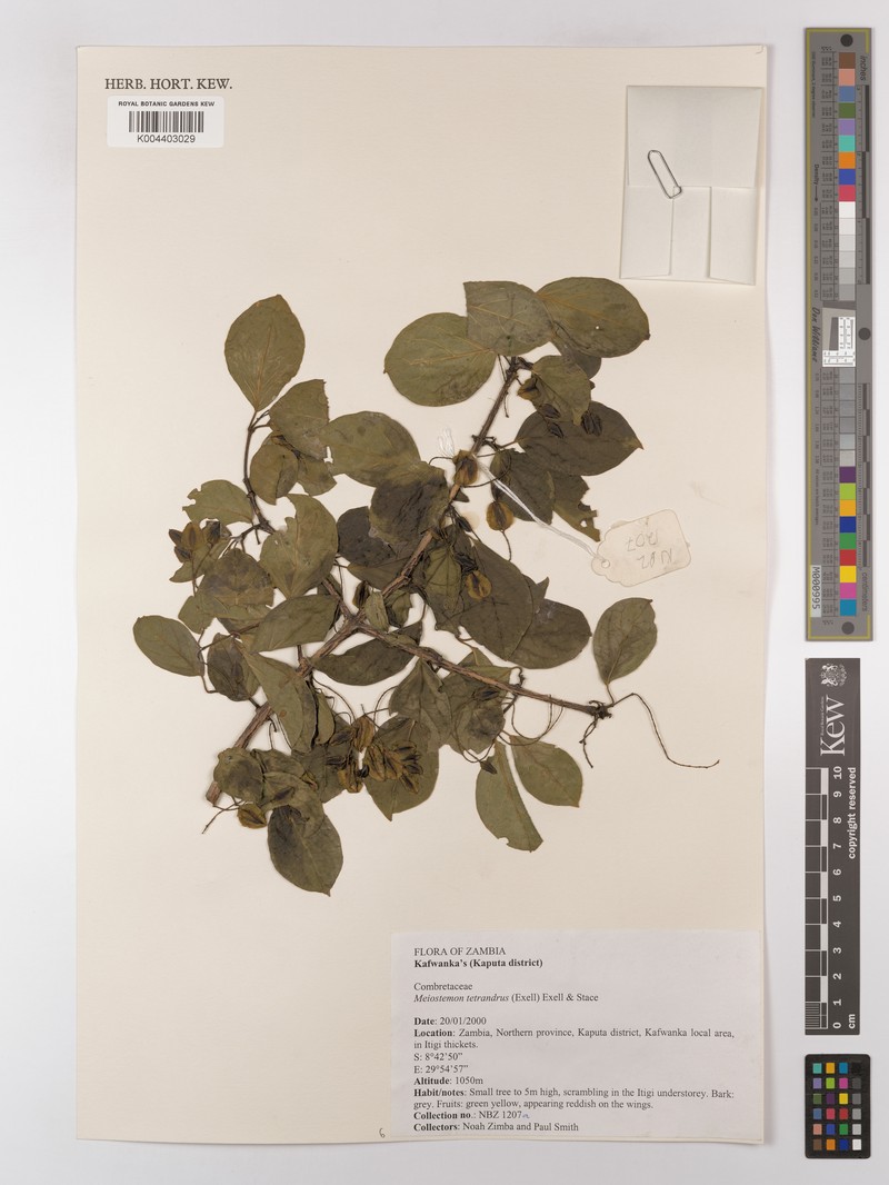 Combretum tetrandrum subsp. tetrandrum photo 2