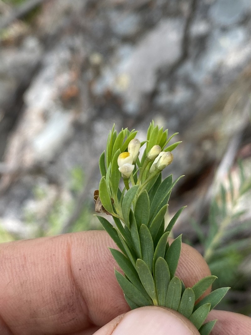 Comesperma anemosmaragdinum photo 2