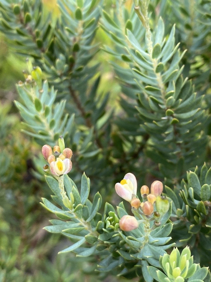Comesperma anemosmaragdinum photo 3