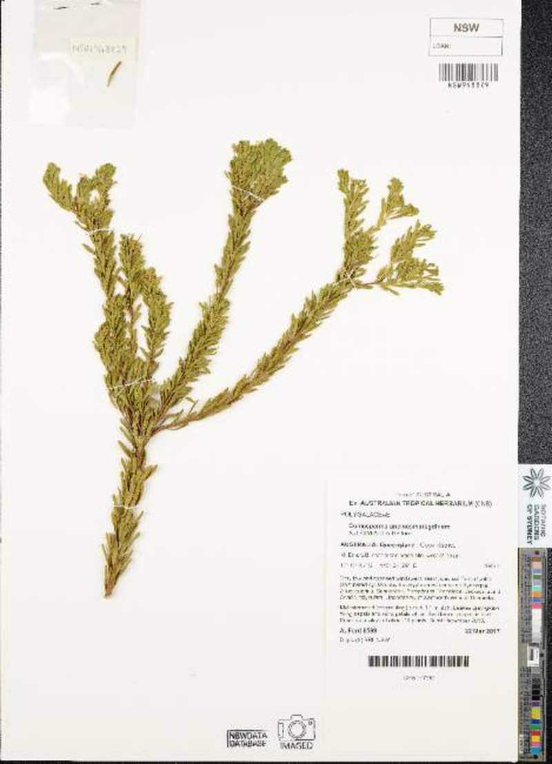 Comesperma anemosmaragdinum photo 4