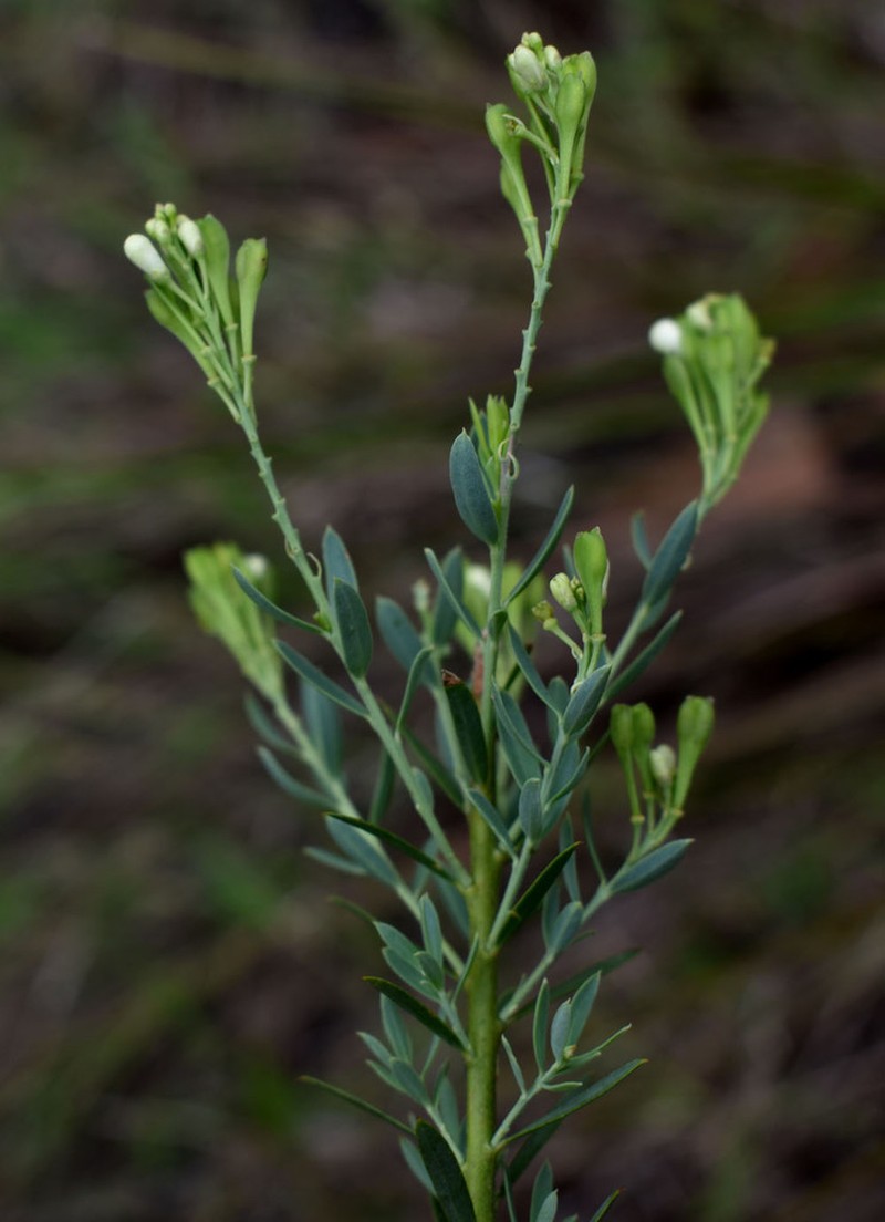 Comesperma rhyoliticum photo 2