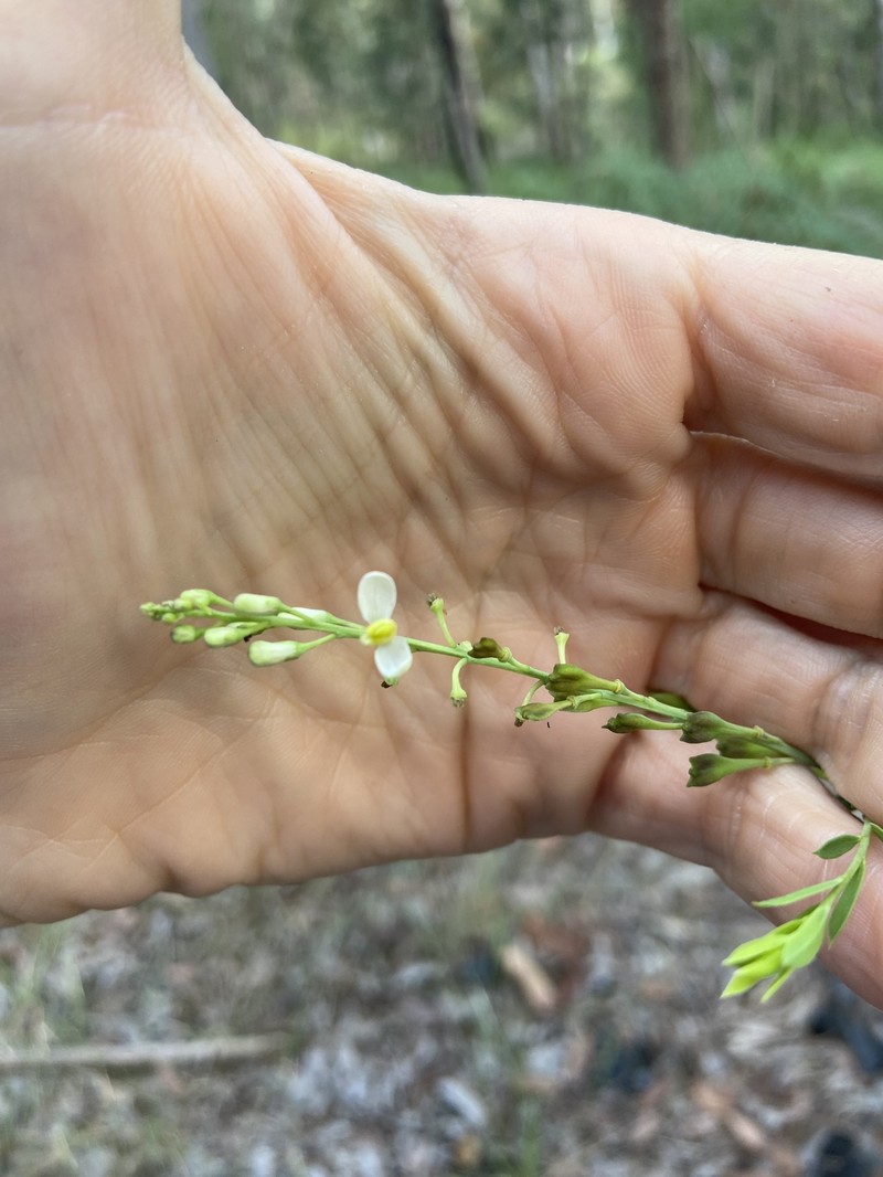Comesperma rhyoliticum photo 4