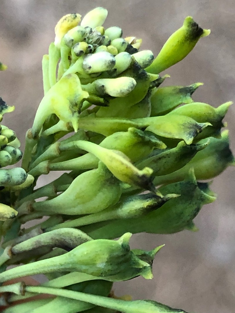 Comesperma secundum subsp. oligotrichum