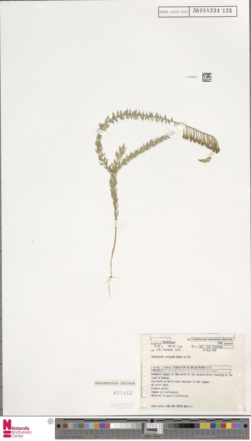 Comesperma secundum subsp. secundum