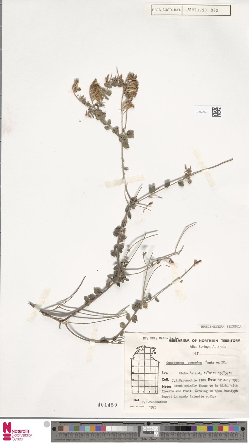 Comesperma secundum subsp. secundum photo 2