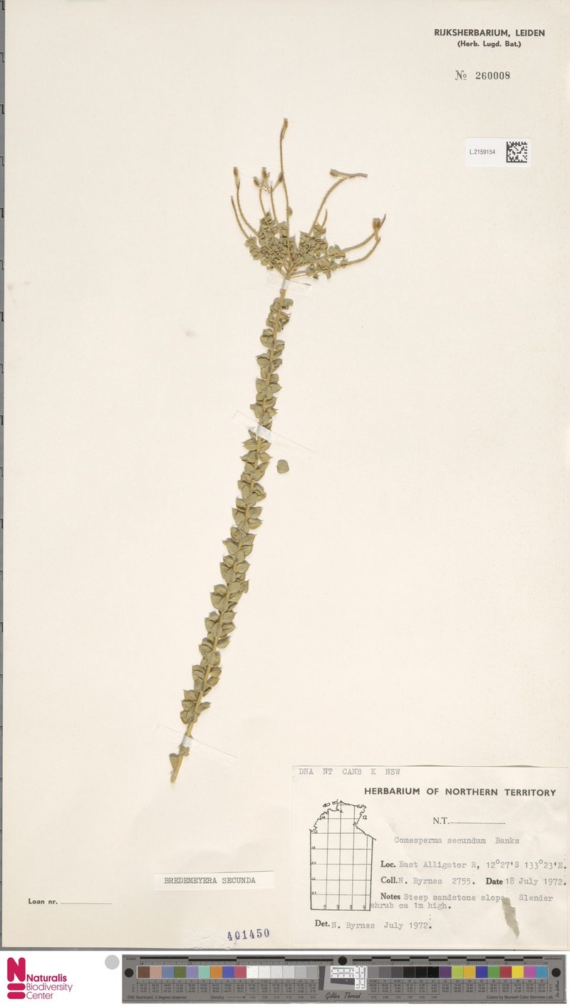 Comesperma secundum subsp. secundum photo 3
