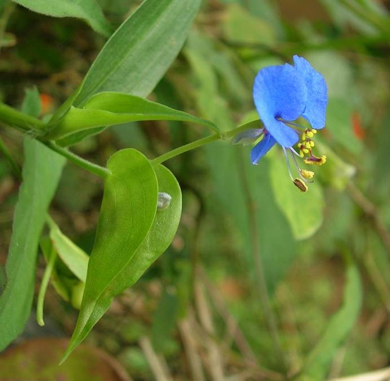 Carolina Dayflower photo 2