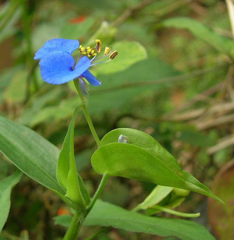 Carolina Dayflower