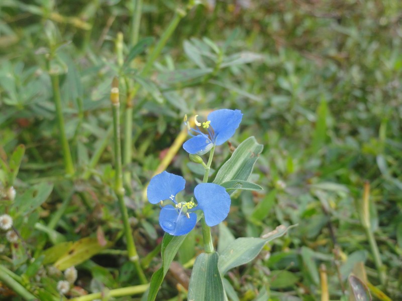 Carolina Dayflower photo 3