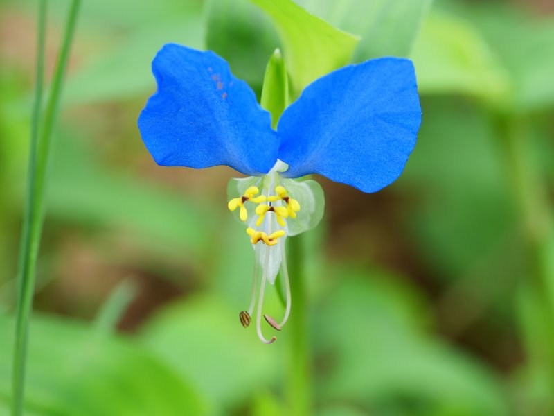 Asiatic Dayflower photo 2