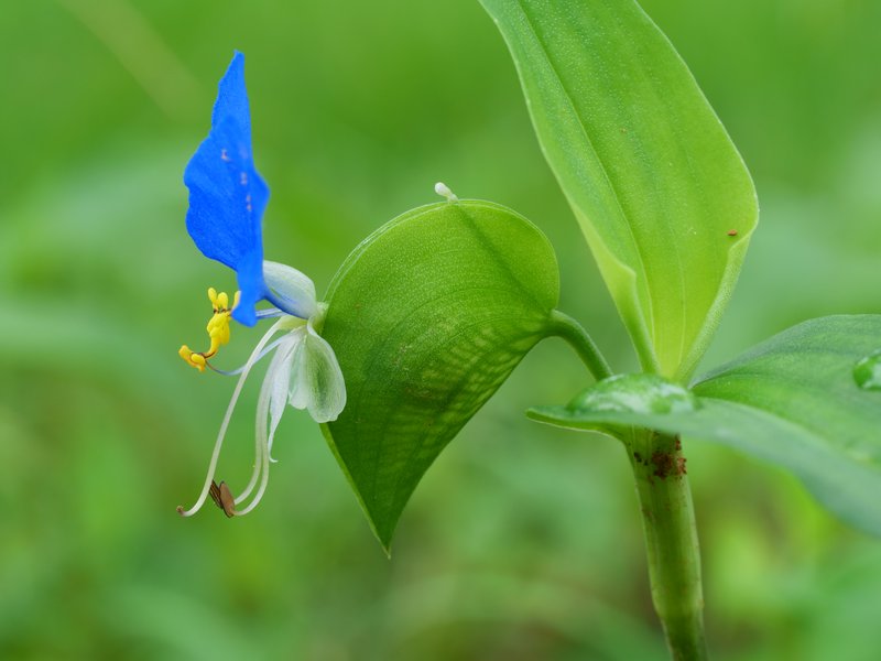 Asiatic Dayflower photo 3