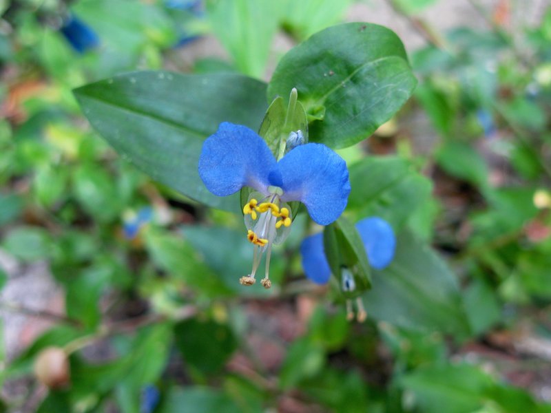 Asiatic Dayflower photo 4