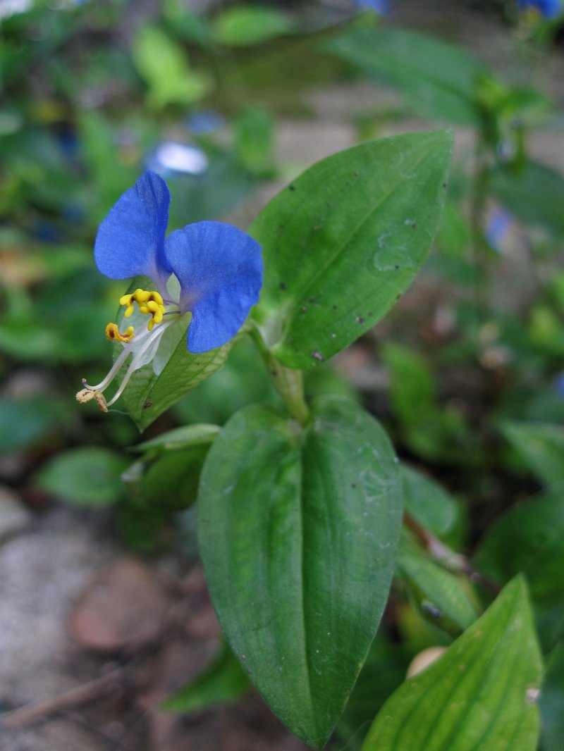 Asiatic Dayflower photo 5