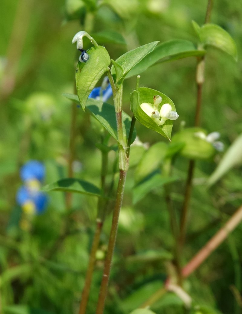 Asiatic Dayflower photo 6