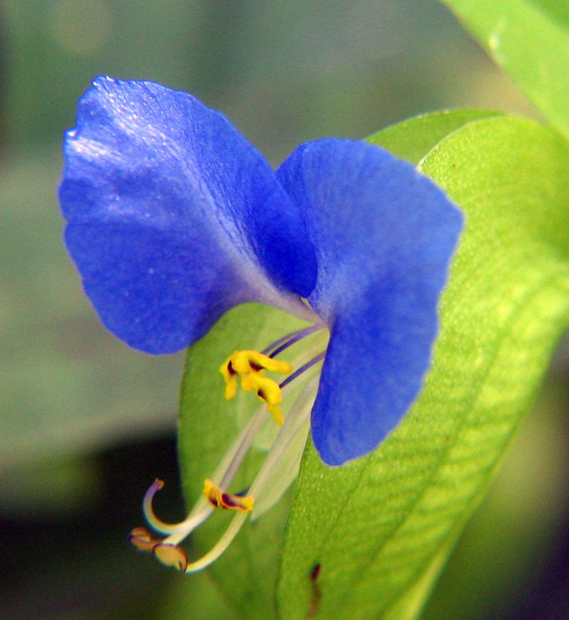 Asiatic Dayflower photo 7
