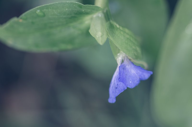 Asiatic Dayflower photo 8
