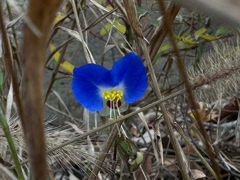 Commelina danxiaensis