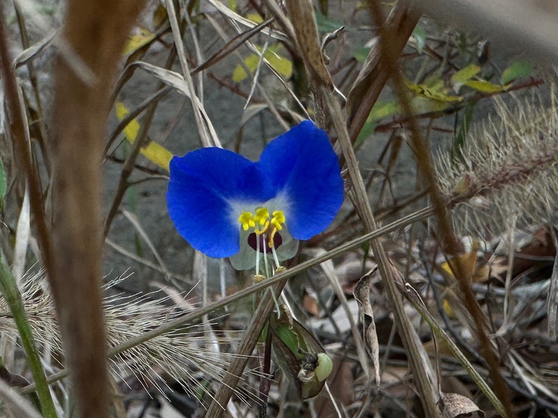 Commelina danxiaensis photo 2