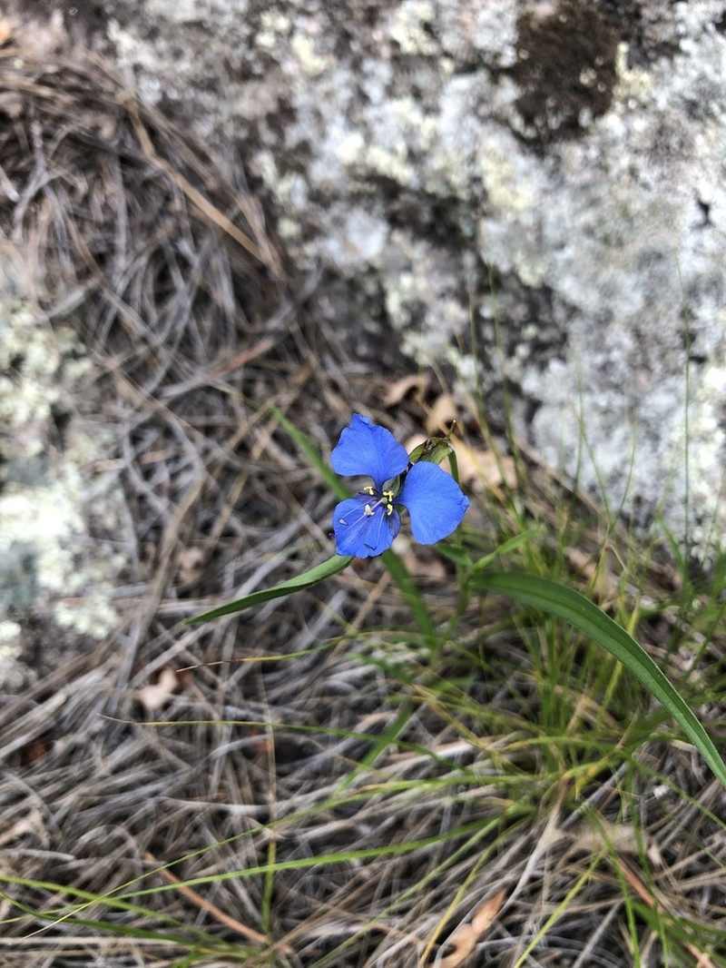Birdbill Dayflower