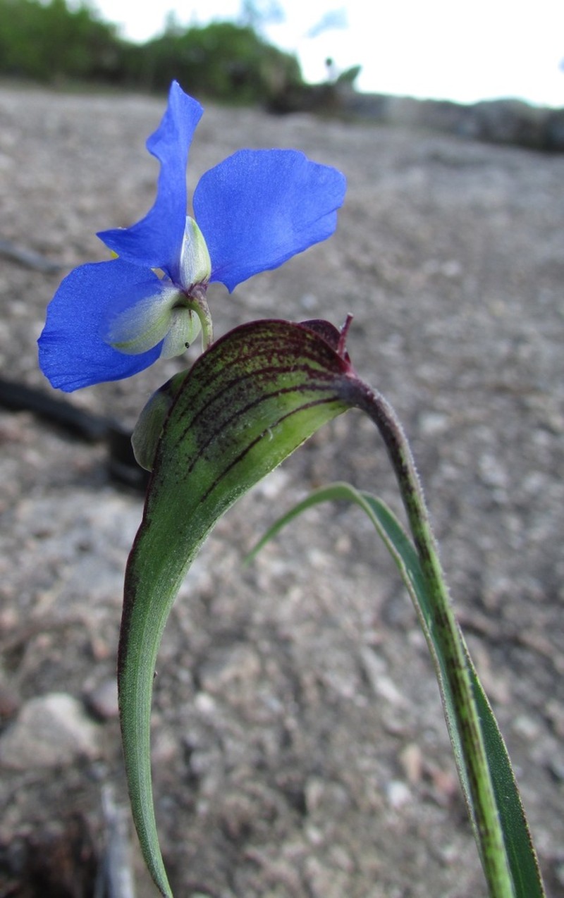 Birdbill Dayflower photo 2