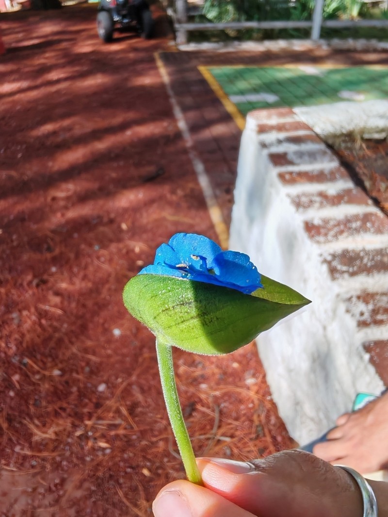 Birdbill Dayflower photo 4