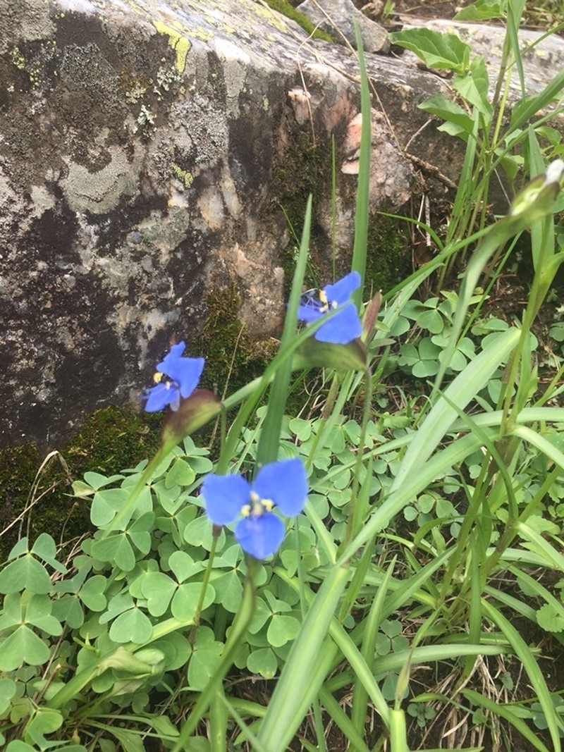 Birdbill Dayflower photo 5