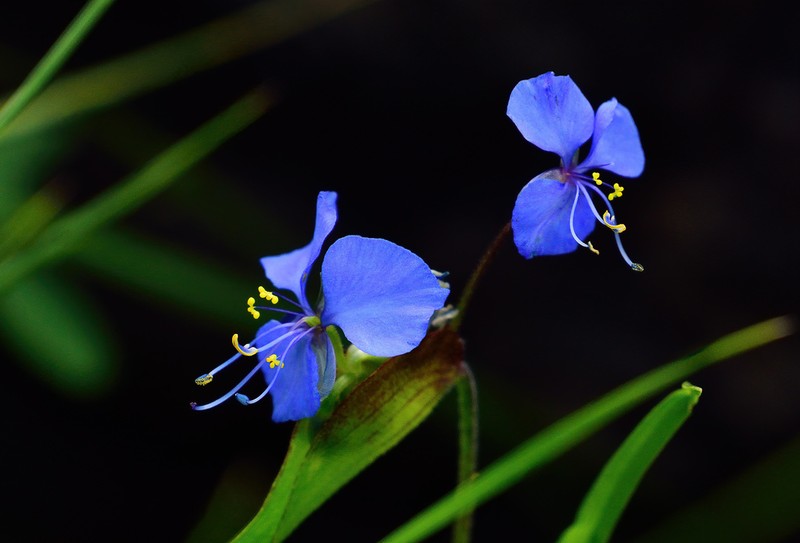 Birdbill Dayflower photo 6