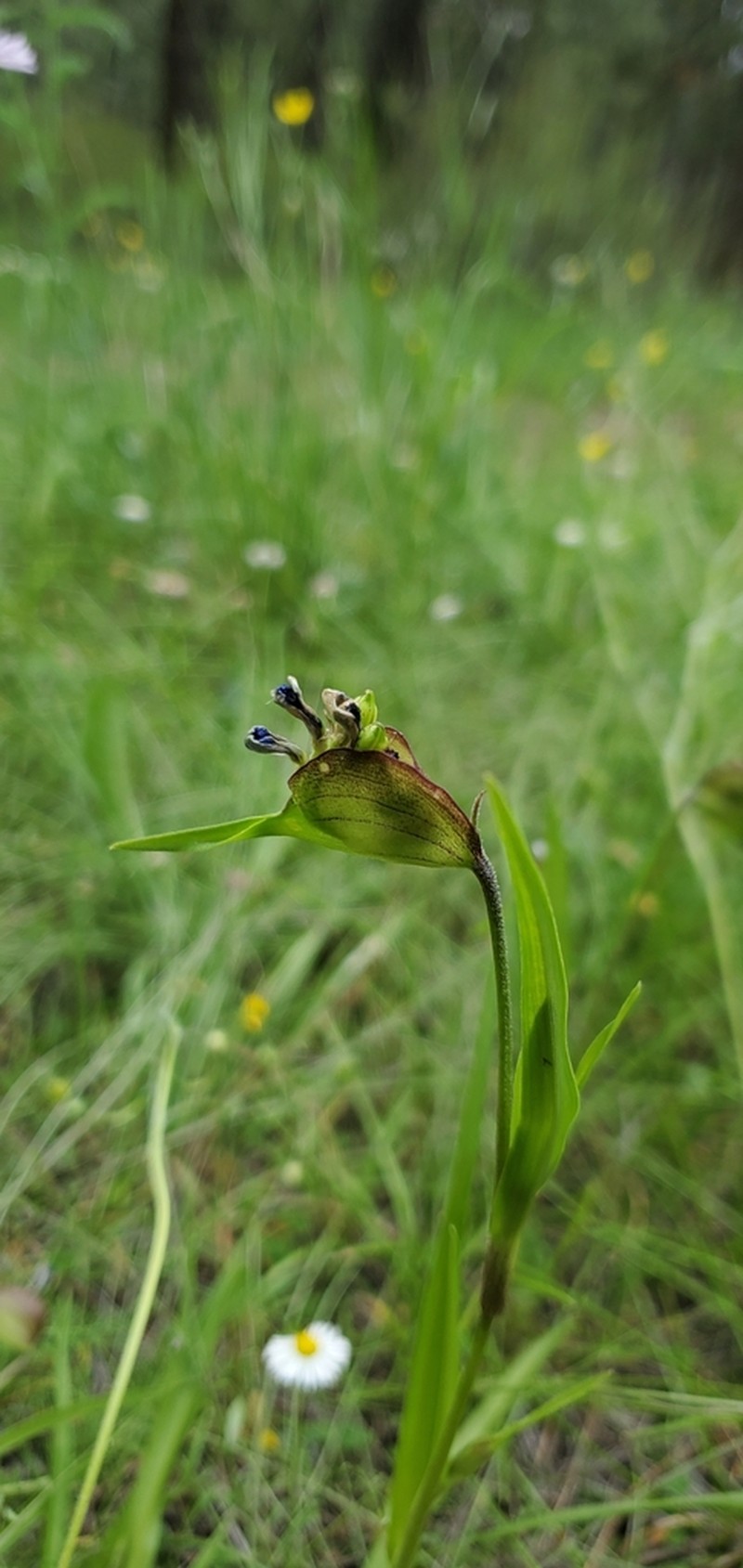 Birdbill Dayflower photo 8